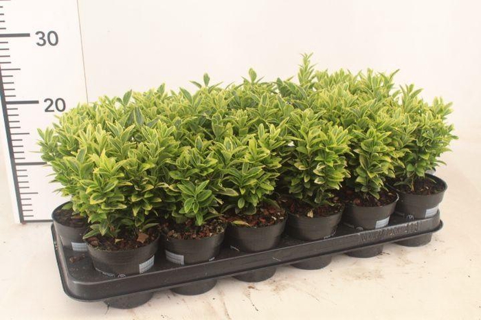 <h4>Euonymus jap. 'Golden Rocket'</h4>