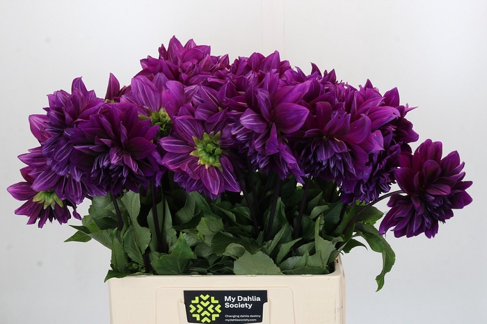 Dahlia Thomas Edison