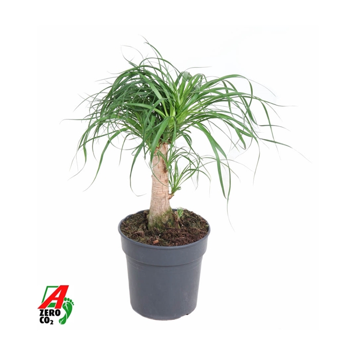 <h4>Beaucarnea stam P21 - 1ft</h4>