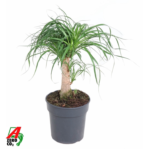 <h4>Beaucarnea stam P21 - 1ft</h4>