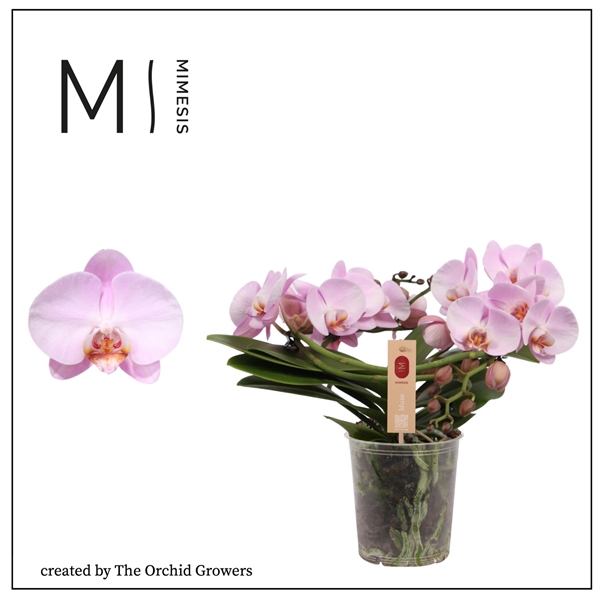 <h4>Mimesis Phal. Muse Pink - 25+ flowers 12cm</h4>