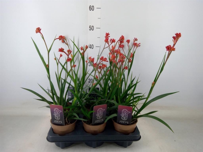 <h4>Anigozanthos   ...</h4>