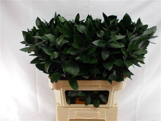 <h4>RUSCUS HYPOPHYLLUM</h4>