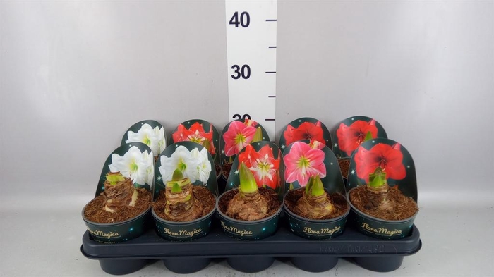 <h4>HIPPEASTRUM ... 2 STEMS MIXTRAY</h4>