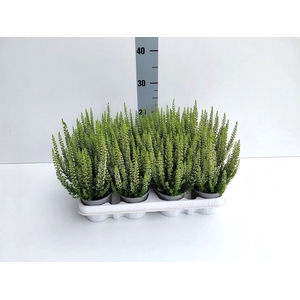Calluna vulg. 'Beauty L Verenka'