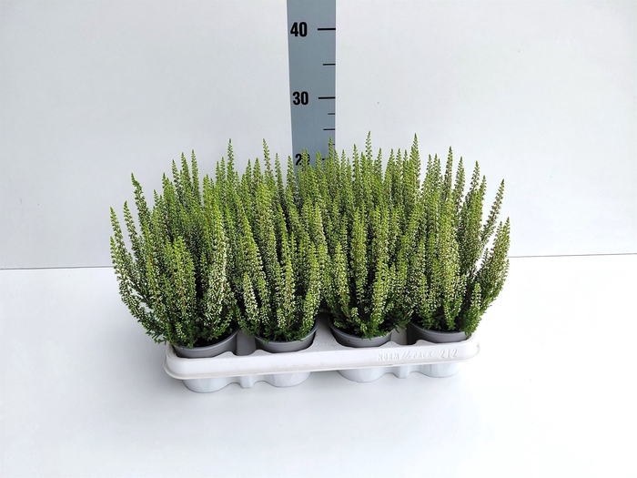 <h4>Calluna vulg. 'Beauty L Verenka'</h4>