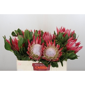 Protea Cynaroides Madiba