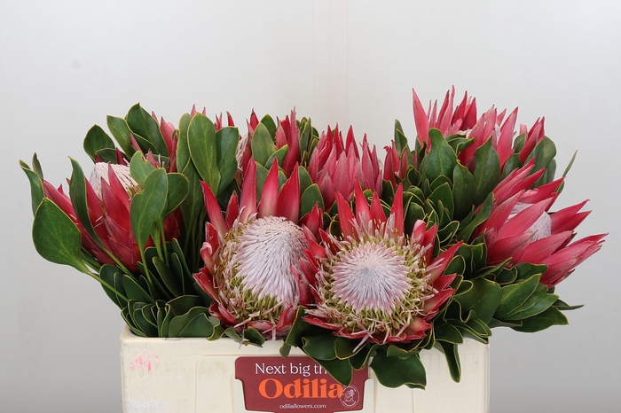 <h4>Protea Cynaroides Madiba</h4>