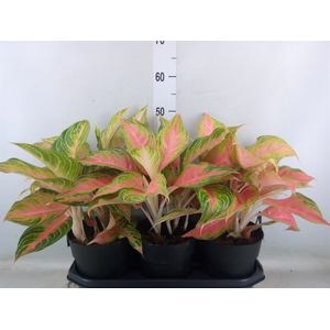 Aglaonema   ...