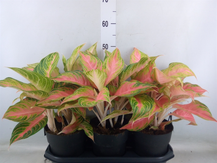 <h4>Aglaonema   ...</h4>