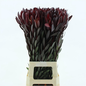 Leucad Safari Sunset Super