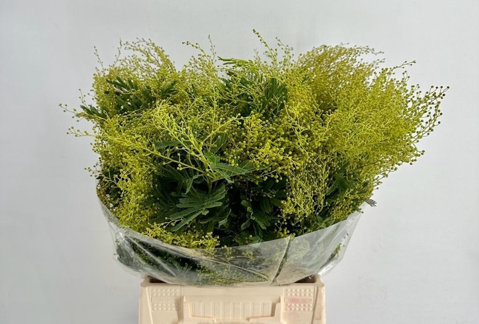 Mimosa Turner Green Extra