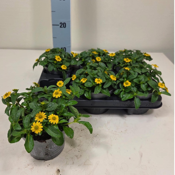 <h4>SANV PROCUMBENS</h4>