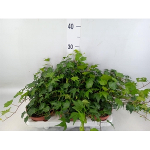 Hedera helix 'Green Ripple'