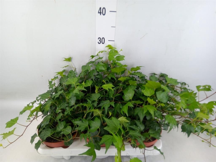 <h4>Hedera helix 'Green Ripple'</h4>