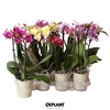 Phal Gem