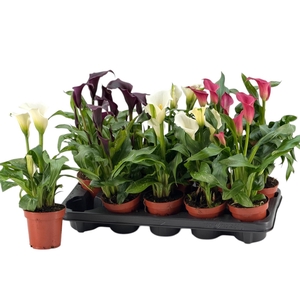 3+ Bloemen Zantedeschia gemengd