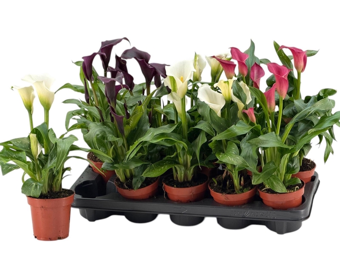 <h4>3+ Bloemen Zantedeschia gemengd</h4>