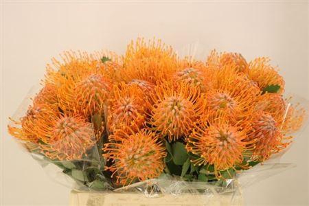 <h4>LEUCO SOLEIL</h4>