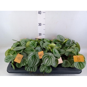 Peperomia argyreia