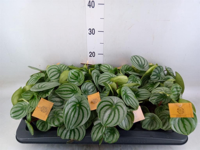 <h4>Peperomia argyreia</h4>