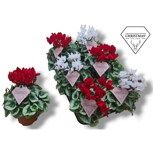 Cyclamen-COMPACT DAVINCY KERST ROOD/WIT