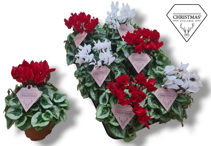 <h4>Cyclamen-COMPACT DAVINCY KERST ROOD/WIT</h4>