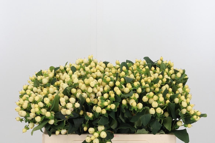 <h4>Hyp Mag Snowprince</h4>