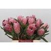 Protea Pink Ice