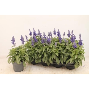 SALVIA FARINACEA