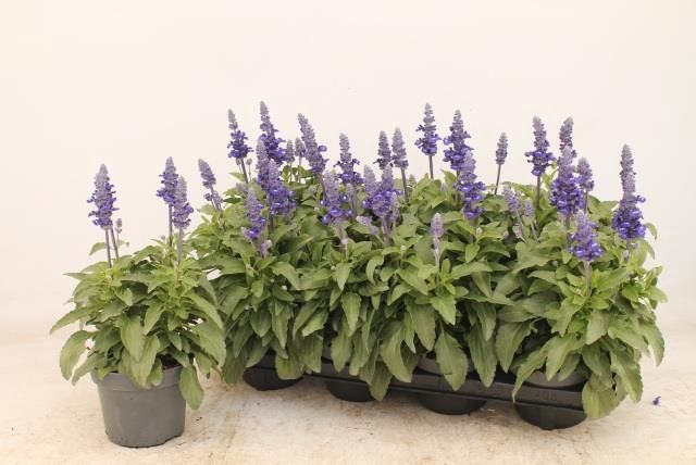 <h4>SALVIA FARINACEA</h4>