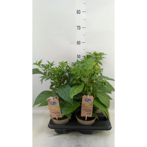 Capsicum annuum   ...peper