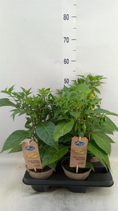 <h4>Capsicum annuum   ...peper</h4>