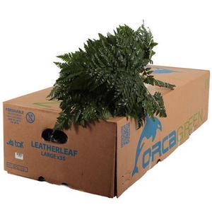 DEC LEDERFAHRN GROSS