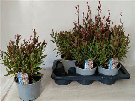 <h4>Gaura lindheimeri Belleza White</h4>