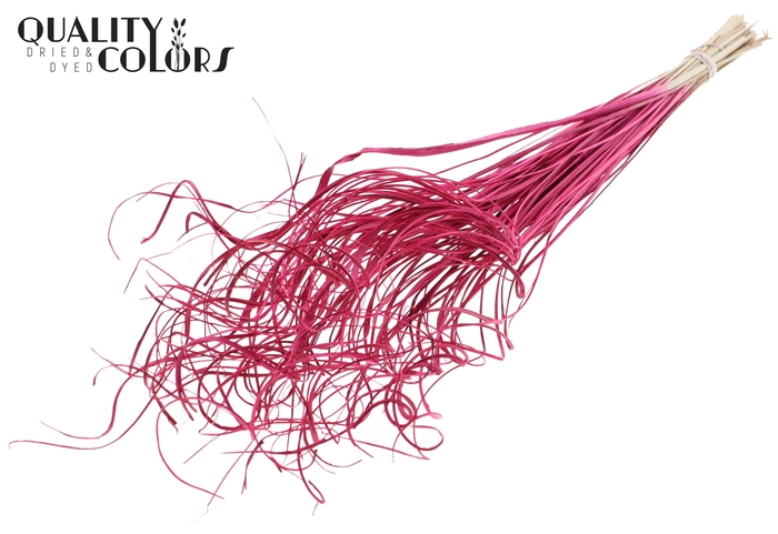 Palm Curly TT 100pc per bunch Cerise