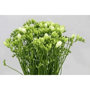 Freesia do white