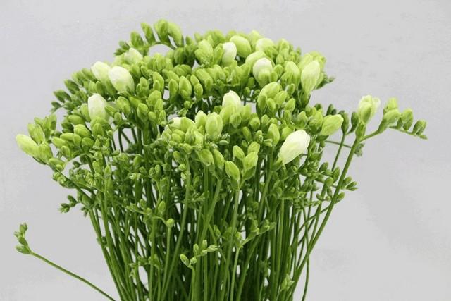 <h4>Freesia do white</h4>