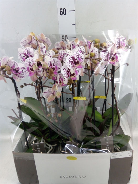 <h4>Phalaenopsis multi.   ...</h4>