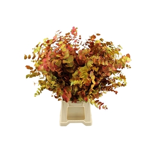 Euca Cinerea Herfst