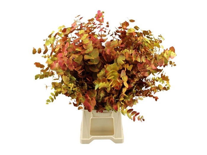 <h4>Euca Cinerea Herfst</h4>