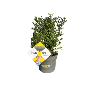 Ilex crenata Dark Green, P17, Struik 20-30cm