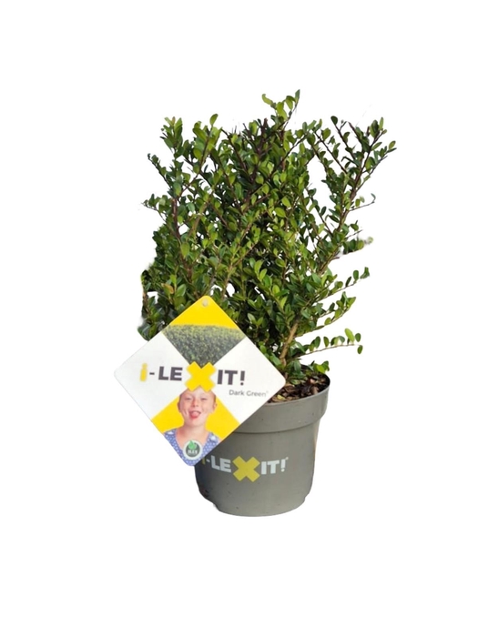 <h4>Ilex crenata Dark Green, P17, Struik 20-30cm</h4>