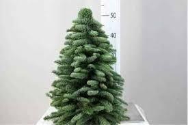 <h4>KERSTBOOM 50 CM</h4>
