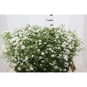 ASTER BRANCO 070 CM