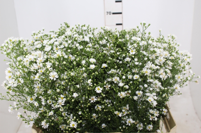 <h4>ASTER BRANCO 070 CM</h4>