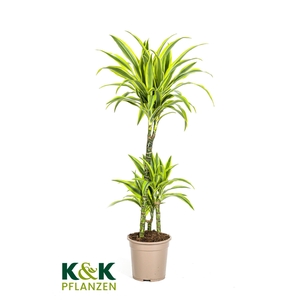 Dracaena deremensis Lemon Lime T21
