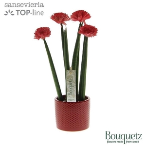 Sansevieria cylindrica overig keramiek Sansevieria Bouquetz Red