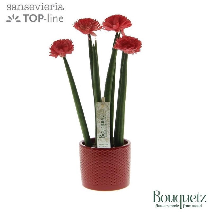 <h4>Sansevieria cylindrica overig keramiek Sansevieria Bouquetz Red</h4>