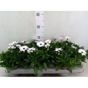 Osteospermum  'Margarita White'